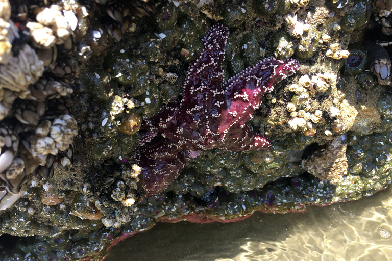 From Portland: Oregon Coast Day Trip to Three Capes Loop