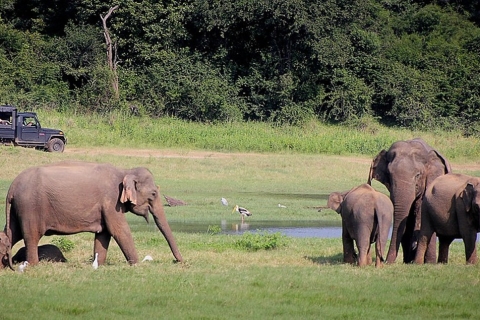 4 National park in 2 days- from Colombo, Bentota, Hikkaduwa