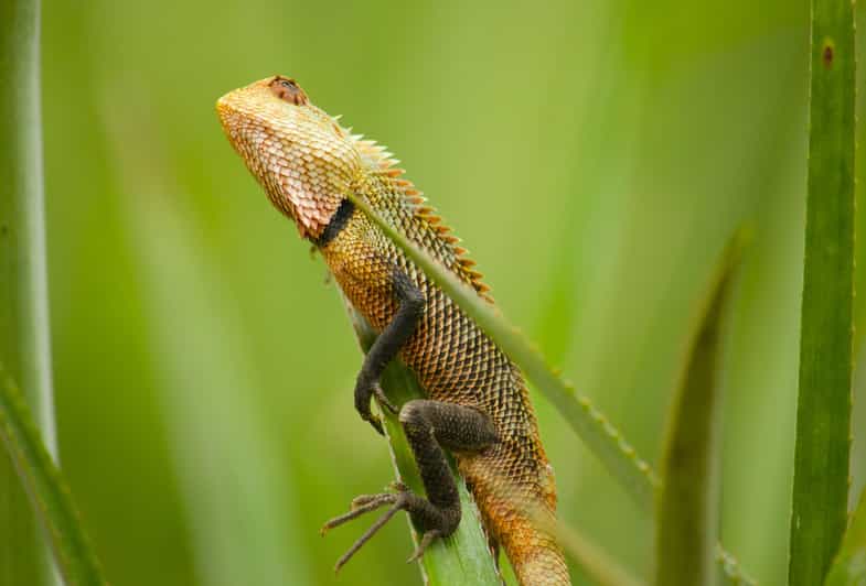 4 National park in 2 days- from Colombo, Bentota, Hikkaduwa | GetYourGuide 4 National park in 2 days- from Colombo, Bentota, Hikkaduwa | GetYourGuide
