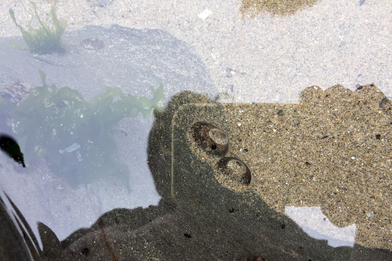 Desde Portland: excursión de un día a la costa norte de Oregón