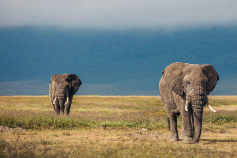 4-Day Shared Safari Experience Tanzania Northern Route