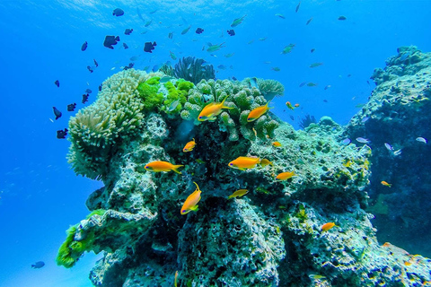 Phuket: Viagem de 1 dia em lancha rápida para as Ilhas Surin com mergulho com snorkelTraslado de ida e volta de/para Phuket