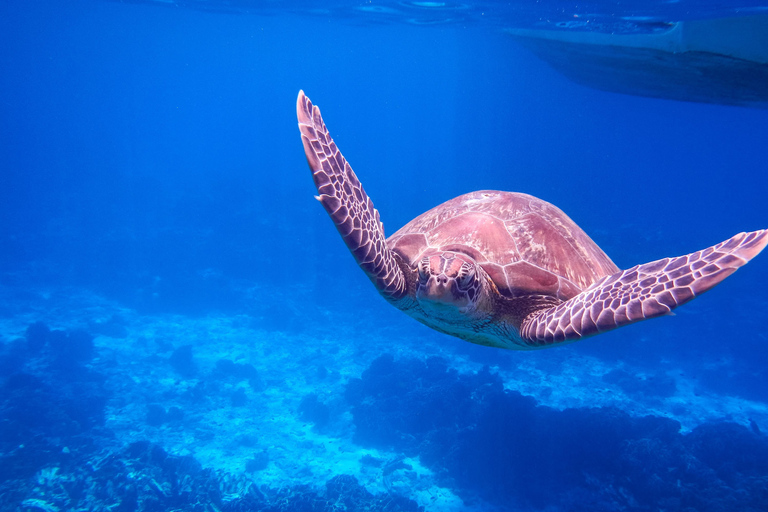 Phuket: Viagem de 1 dia em lancha rápida para as Ilhas Surin com mergulho com snorkelTraslado de ida e volta de/para Phuket