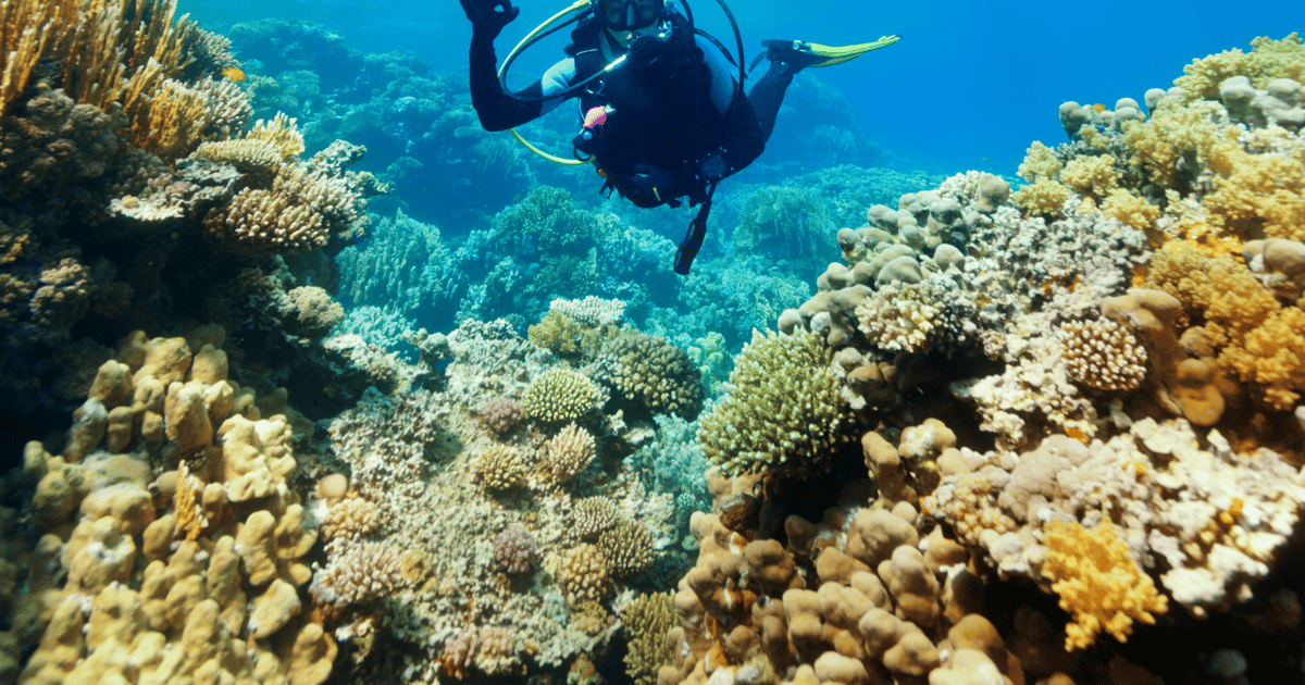 Maratea Diving Experience with Instructor GetYourGuide