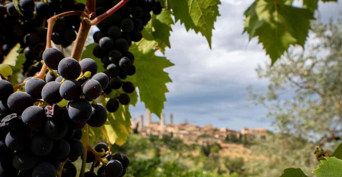 Florence or Bologna Chianti Region Cellar Tours with Lunch GetYourGuide