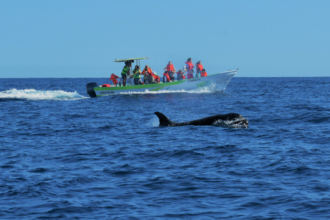 Cabo: Whale-Whatching Boat Trip w/ All-Women Crew and Photos