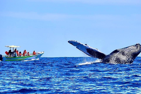 Cabo: Whale-Whatching Boat Trip w/ All-Women Crew and Photos