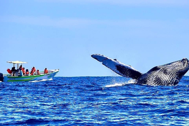 Cabo: Whale-Whatching Boat Trip w/ All-Women Crew and Photos