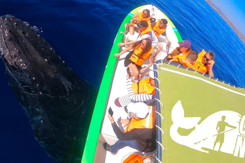Cabo: Whale-Whatching Boat Trip w/ All-Women Crew and Photos