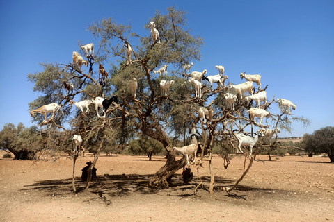 Day trip Marrakech to Essaouira (pl) 53087