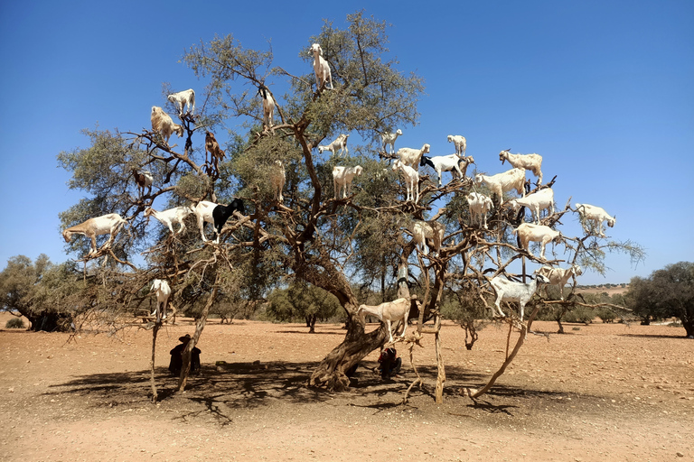 Day trip Marrakech to Essaouira (pl) 53087