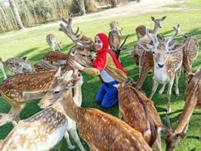 El Cairo Excursi N Guiada De Un D A Al Parque Safari Frica Con