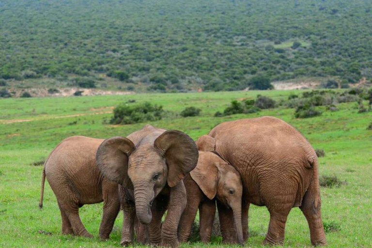 Kair: AFRICANO PARK ALEXANDRIA SAFARI Z KAIRU