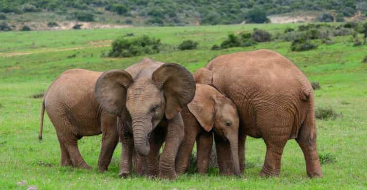 Kairo Geführte Tagestour zum Africa Safari Park mit Mittagessen