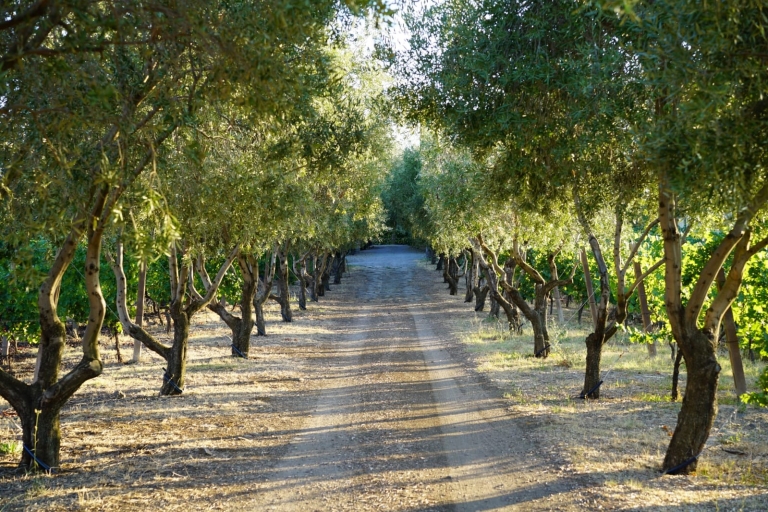 Rome: privélunch en wijnproeverij op het platteland