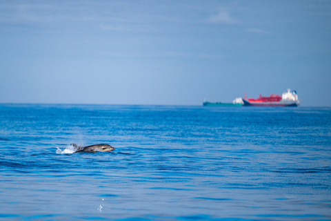 Lisbon: Ocean Safari with Marine Biologists