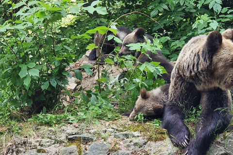 Bukarest: Brunbjörnsreservat och fyrhjulingstur