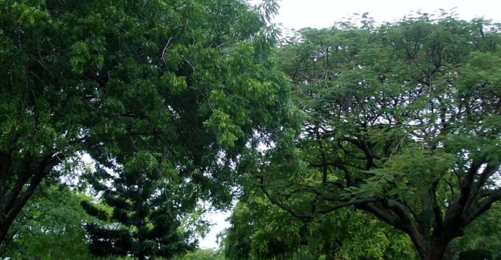 Stadtrundfahrt mit Botanischen Gärten, T Falls und Morne Bruce - Hizvo