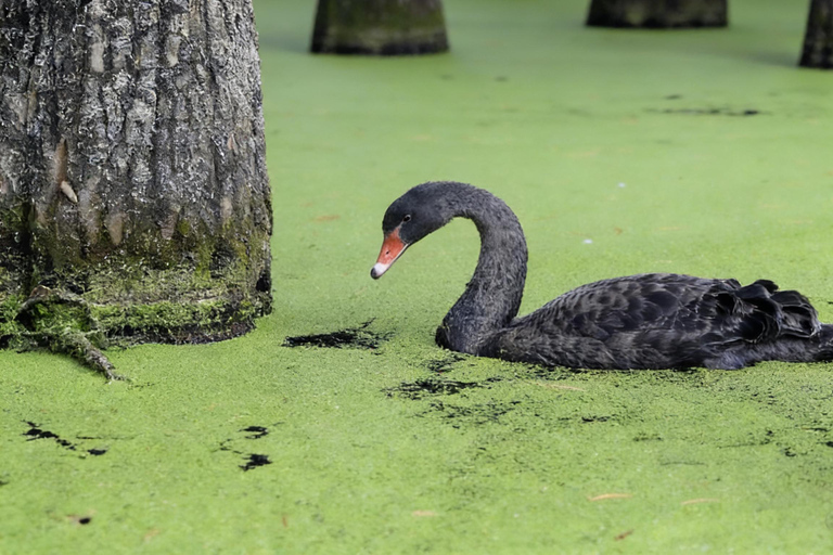 Shanghai: Matcha Lake & West Lake Day Trip by Train