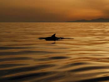 Romantische Sonnenuntergangskreuzfahrt in Kissamos: Musik, Wein, etwas zurückgeben