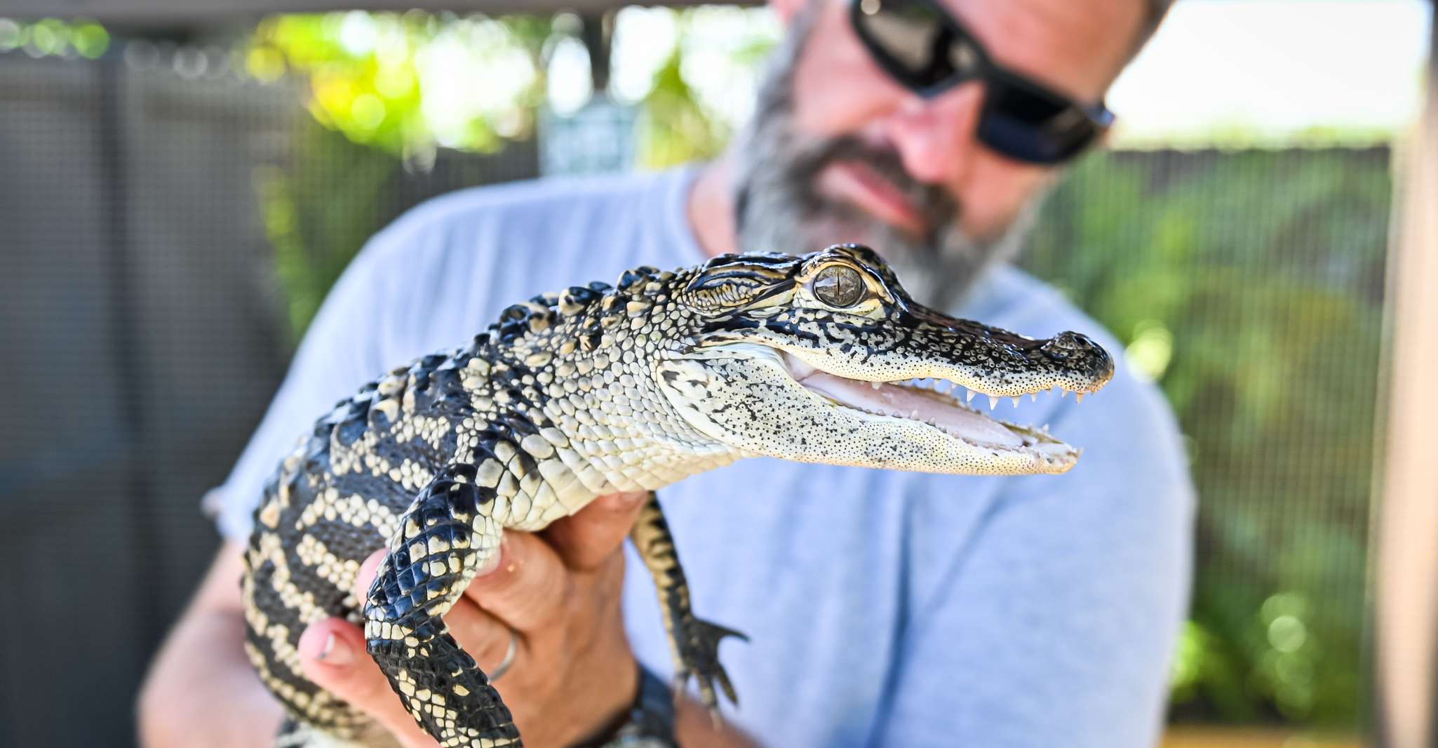Everglades: Sawgrass Park Day Time Airboat Tour & Exhibits photo 6