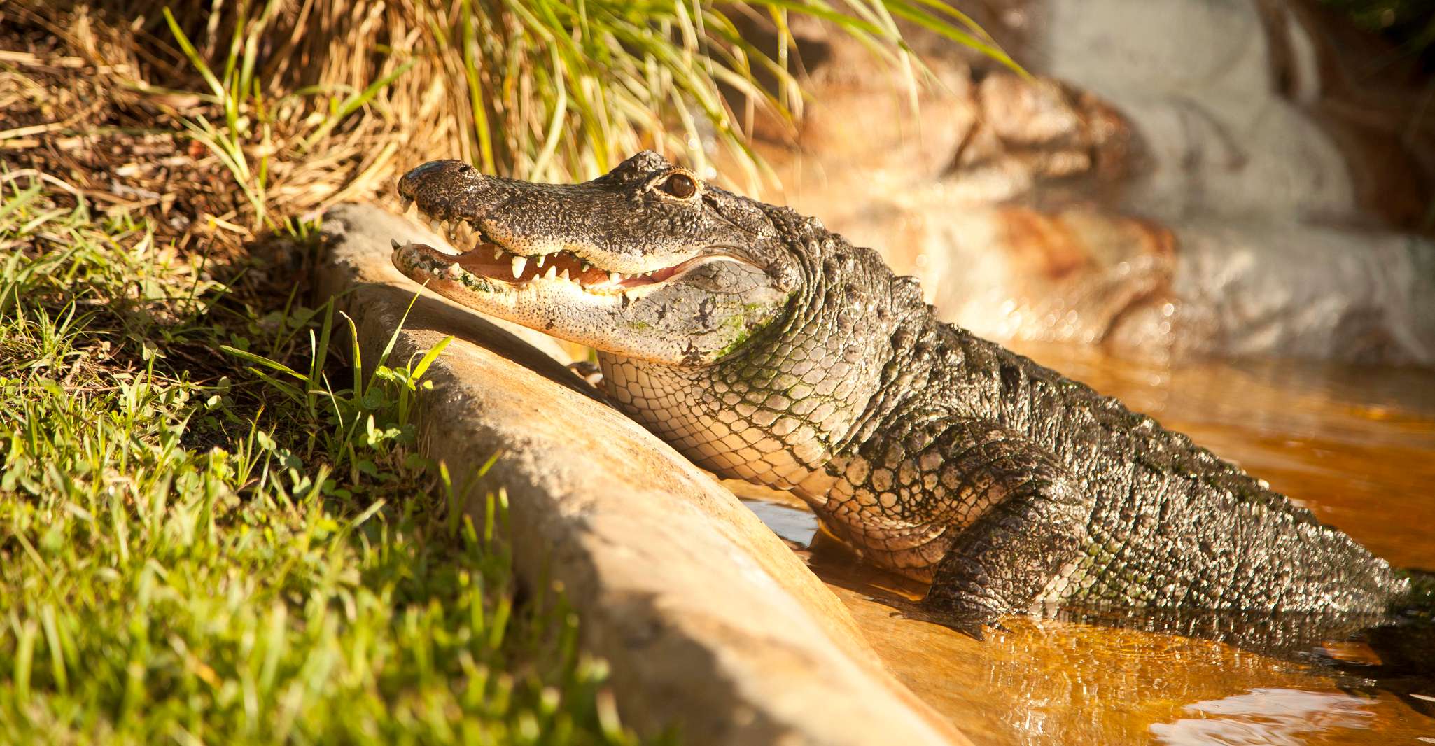 Everglades, Sawgrass Park Day Time Airboat Tour & Exhibits - Housity