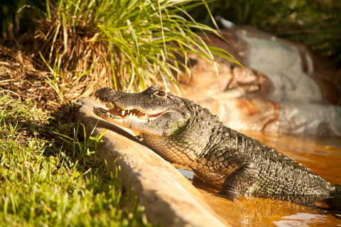 Everglades: Sawgrass Park Airboat-Tour mit Ausstellung