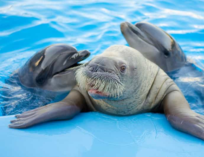 Dolphin Show in Hurghada, Yala Hurghada