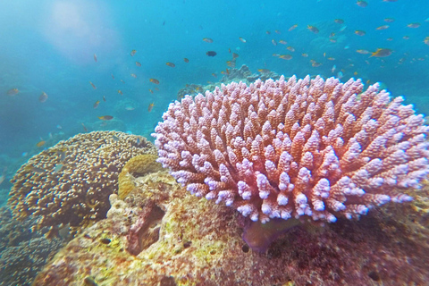 Phuket/Khao Lak: The Ultimate Surin Island Snorkel Odyssey Hotel pickup in Phuket