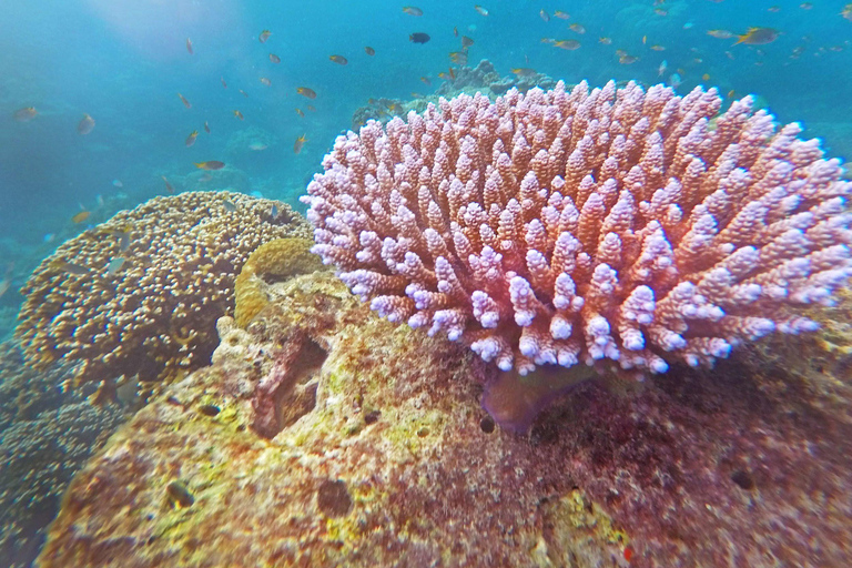 Phuket/Khao Lak: The Ultimate Surin Island Snorkel Odyssey Hotel pickup in Phuket