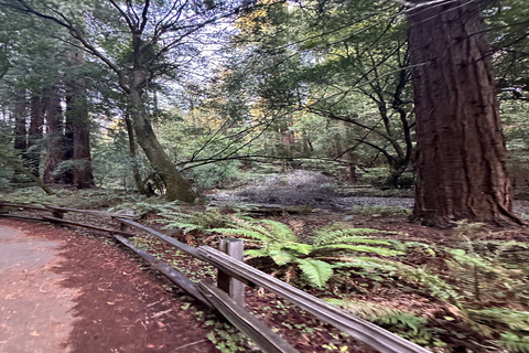 San Francisco: Muir Woods, Sausalito, and Sonoma Wine Tour