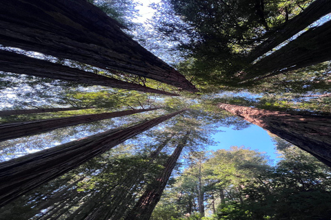 San Francisco: Muir Woods, Sausalito und Sonoma Wein-Tour