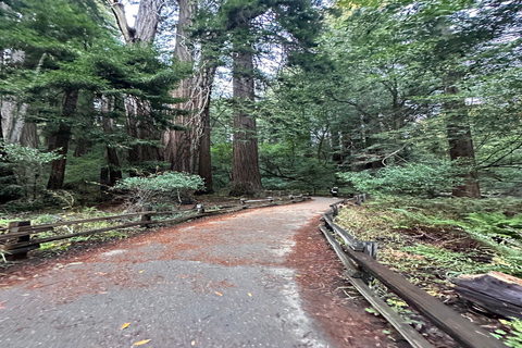 San Francisco: Muir Woods, Sausalito, and Sonoma Wine Tour