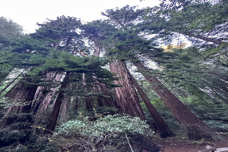 San Francisco: Muir Woods, Sausalito und Sonoma Wein-Tour