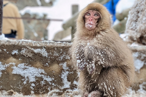 Vanuit Tokio: Snow Monkey 1-daagse tour met Sukiyaki-lunch met rundvlees