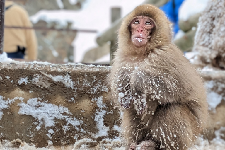 De Tóquio: Snow Monkey 1 Day Tour com almoço Beef Sukiyaki