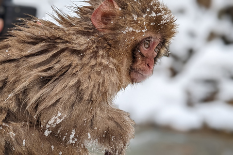 Au départ de Tokyo : Visite d&#039;un jour du singe des neiges avec déjeuner de Sukiyaki de bœuf