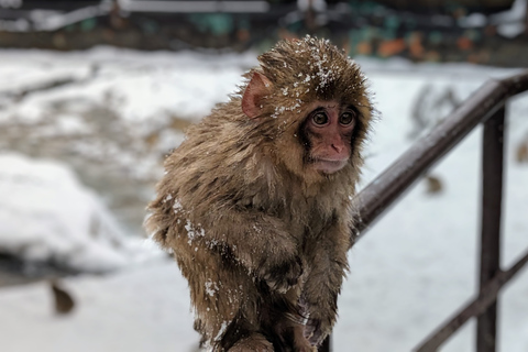 Vanuit Tokio: Snow Monkey 1-daagse tour met Sukiyaki-lunch met rundvlees