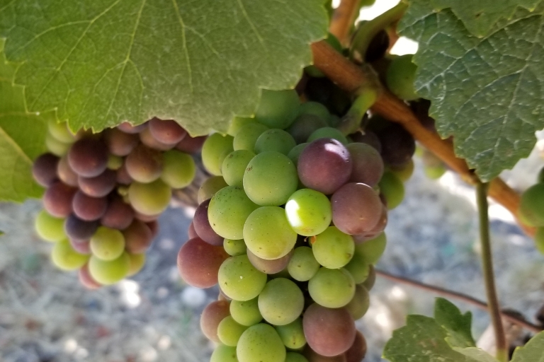 Hrabstwo Sonoma: półdniowa wycieczka po winach