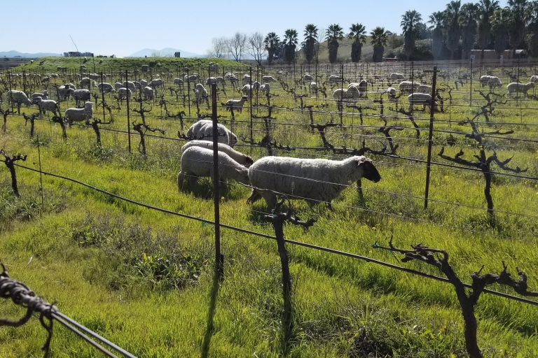 Hrabstwo Sonoma: półdniowa wycieczka po winach