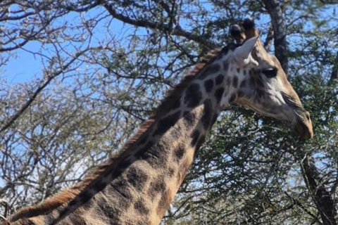 From Maputo: 2-Day Kruger National Park Safari