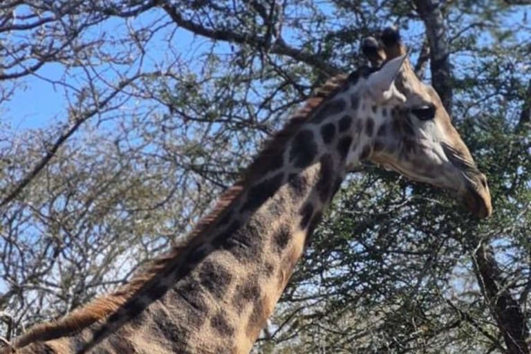 From Maputo: 2-Day Kruger National Park Safari