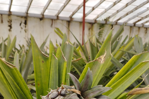 Mezza giornata al lago di fuoco, ananas e tè in SUV