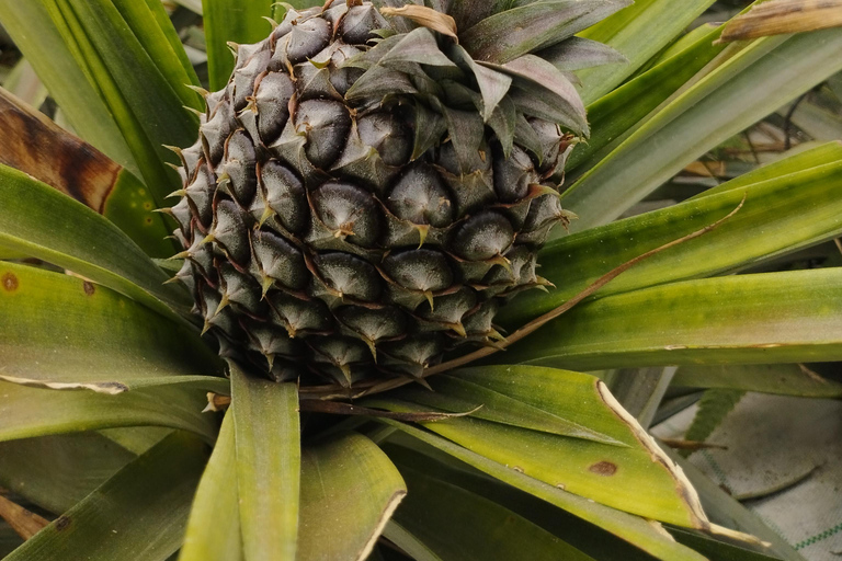 Jezioro Ogniste, ananas i herbata przez pół dnia SUV-em