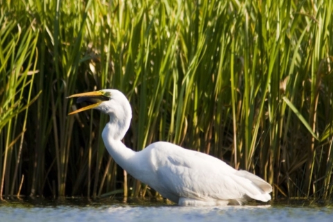 Anklam: Evening Wildlife Boat Tour with Naturalist Guide