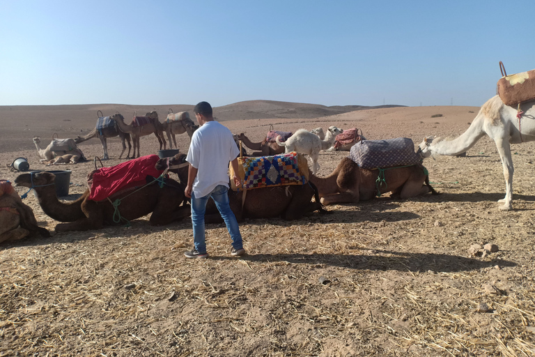 Passeio de camelo no deserto de Agafay com almoço