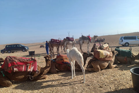 Passeio de camelo no deserto de Agafay com almoço