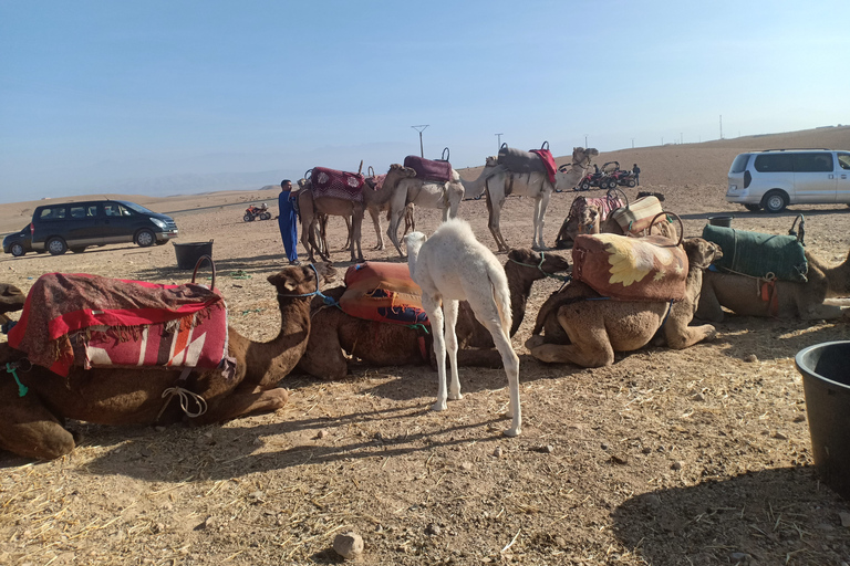 Passeio de camelo no deserto de Agafay com almoço