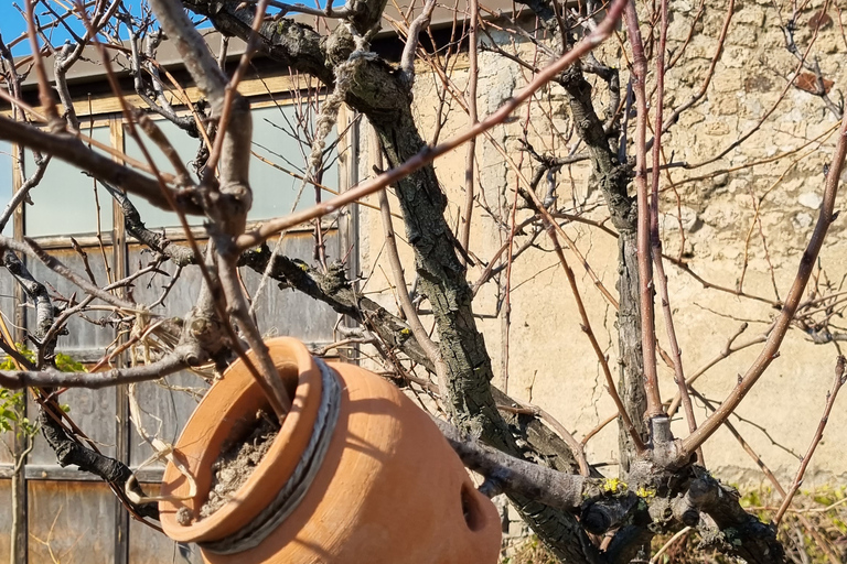 Pompéi : le Slow TourPompéi: visite lente de l'histoire et de la culture