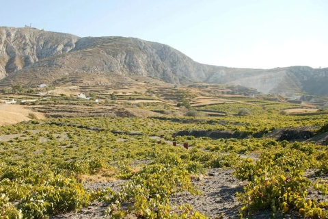 Santorini: wijntour bij zonsondergang met gecertificeerde wijngidsSantorini: privétour bij zonsondergangwijn met gelicentieerde wijngids